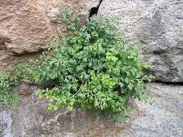 Image result for Asplenium centrafricanum