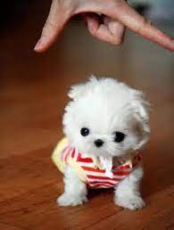 Pin On Favorite Puppy Pics