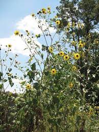 Wild Sunflower Scientific Name Helianthus Annuus Abundance Plentiful What Young Flowers Seeds How Wild Sunflower Edible Wild Plants Wild Plants