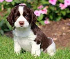 Check spelling or type a new query. English Springer Spaniel Puppies For Sale English Springer Spaniel Dog Breeders