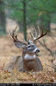 big buck deer laying down whitetail deer hunting buck deer big deer