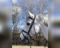 Holsteiner Wallach 13 Jahre 182 Cm Schimmel In 2020 Holsteiner Pferd Freizeitpferde