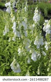 Image result for Digitalis purpurea alba/ red spots