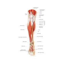 Muscles are all made of the same material, a type of elastic tissue (sort of like the material in a rubber band). Muscles Of The Leg And Foot Photograph By Asklepios Medical Atlas