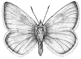 Shown), and various other blue butterflies mid 4 butterfly milkweed asclepias tuberosa p orange 3 l milkweeds ( asclepias spp.) are host plants for the monarch butterfly ( danaus plexippus ), and nectar sources for. Facts In Five Bugging Out Cals