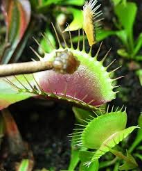 International Carnivorous Plant Society Carnivorous Plants Plants Tiny Plants