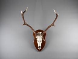 Attesté au xie siècle sous la forme macecre, « boucherie » (dans les gloses de rachi, mot seul), au xiie siècle maçacre et marçacre (« mise à mort de beaucoup de gens »). Massacre De Cerf Soubrier Louer Objets Deco Venerie Xixe