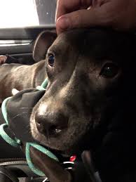 Brunilda Negron (@BrunildaNegron)