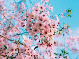 They make you feel special, graceful and elegant at the same time. Top 10 Most Beautiful Flowers In The World Pictures Pickytop