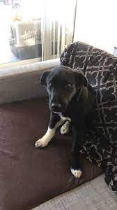 Borador Dog For Adoption In Littleton Co Adn 491079 On Puppyfinder Com Gender Female Age Baby Dog Adoption Dogs Puppies