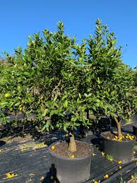 There are 122 key lime tree for sale on etsy, and they cost $33.04 on average. Tahitian Lime Tree Designer Trees Australia