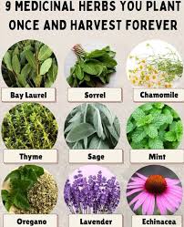 Image result for Hirpicium bechuanense