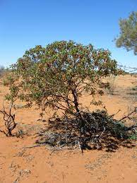 May be sold as haplopappus laricifolius. Turpentine Bush Eremophila Fraseri In The Western Australian Rangelands Agriculture And Food