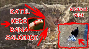 Mavi Guvercinimi Yiyen Katil Kedi Annesiyle Beraber Bana Saldirdi Youtube