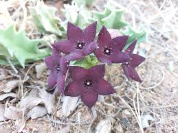 Image result for Orbea melanantha