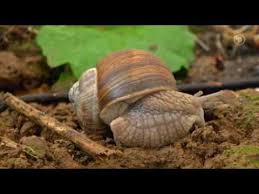 Werden die tiere mit haus geboren? Sachgeschichte Schneckenhaus Youtube