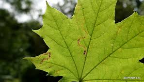 Image result for Stigmella aceris