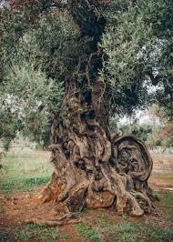 Picture Of Olive Trees Olive Tree Unique Trees Weird Trees