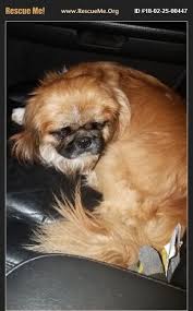 Pin On Peke S