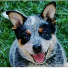 You will find shih tzu dogs for adoption and puppies for sale under the listings here. Wazwallaby Australian Cattle Dog Breeder Childers Qld