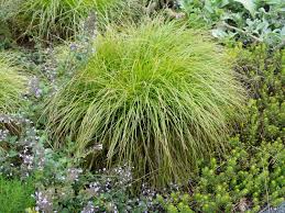 Winkel Segge Carex Remota Bepflanzung Gras Schattenpflanzen