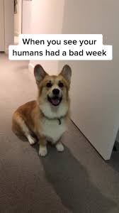 Cute Corgi You Got A Friend In Me Video Cute Corgi Corgi Super Cute Puppies