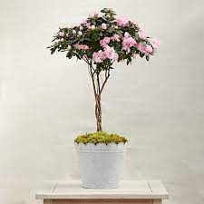 Braided Azalea Topiary Plants Planting Flowers Azaleas