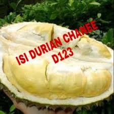 Dengan ini maka pohon durian dapat menjadi peneduh pada kebun dan. Pokok Durian Chanee Pokok Kawin Shopee Malaysia