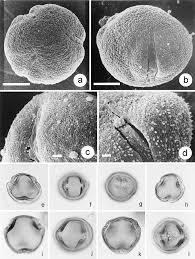 Image result for Crotonogynopsis australis