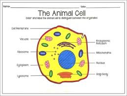 Oct 01, 2012 · is like a fence protects the cell by surrounding it, contains proteins, lipids, and phospholipids, and is the outermost part of the cell fence: Let S Map Plant And Animal Cells By A House Called Home Tpt