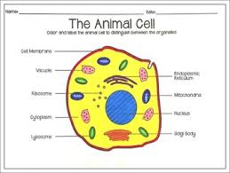 We did not find results for: Let S Map Plant And Animal Cells By A House Called Home Tpt