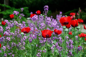 View their 2021 profile to find tuition cost, acceptance rates, reviews and more. Gardening Tips From Ellen Ashley S Gardening Classes In Greensboro Nc Learn To Garden