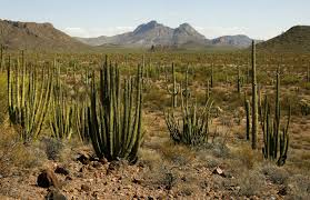 Source for information on organ pipe cactus national monument: Arizona S Sonoran Desert Organ Pipe Cactus National Monument And Saguaro National Park Los Angeles Times