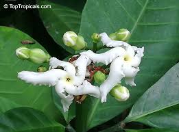 Image result for Tabernaemontana pachysiphon