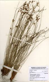 Image result for Abildgaardia