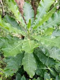 Image result for Anthocleista