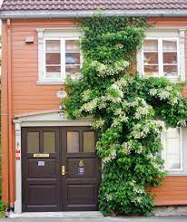 The shoots of the hydrangea petiolaris shouldn´t be rise to far from supporting walls or trellises. Hydrangea Petiolaris Care And Culture Travaldo S Blog