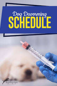 After twelve weeks old, puppies should receive deworming treatments once a. Dog Deworming Schedule Medication For Dogs Puppy Schedule Worms In Dogs