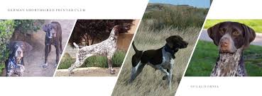 Search for a puppy or dog. German Shorthaired Pointer Club Of California Home Facebook