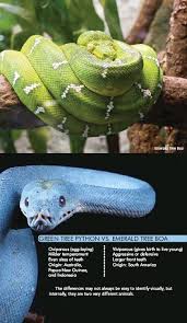 The green tree python lives in areas where most people will never get a chance to see one up close. The Green Tree Python Pressreader