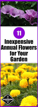 Cheap flowers to plant in garden. Pin On Gardening