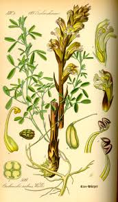 Image result for Orobanche