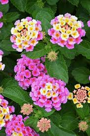 Image result for Lantana moldenkei