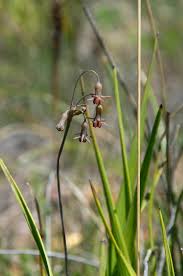 Image result for Tulbaghia alliacea