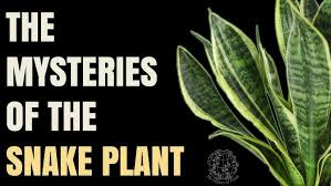 Image result for Stylochaeton puberulus