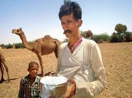 Intentional curdling of milk is used to produce foods, such as yogurt, cheese, and buttermilk. Gujarat Healthy Camel Milk Will Now Have Longer Shelf Life Rajkot News Times Of India