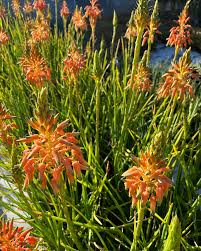 Image result for Aloe cooperi