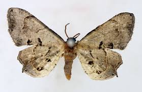 Image result for Burttdavya