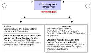1 8 weibliche geschlechtsorgane ovar, katze, he corpus luteum menstruationis, he. Freies Lehrbuch Biologie 08 05 Geschlechtsorgane Geschlechtshormone Und Der Weibliche Zyklus