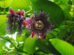 Image result for Passiflora quadrangularis